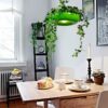 Plantino Hanging Garden Pendant Lamp - dining table pendant